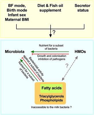 Integrated Analysis of Human Milk Microbiota With Oligosaccharides and Fatty Acids in the CHILD Cohort